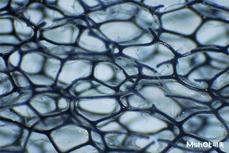 顯微鏡下的日常用品，你還能認(rèn)出它們嗎？