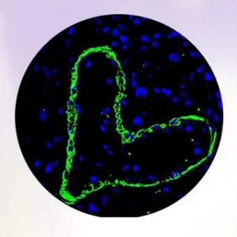 疫情之下的情人節(jié)，有種別樣的美