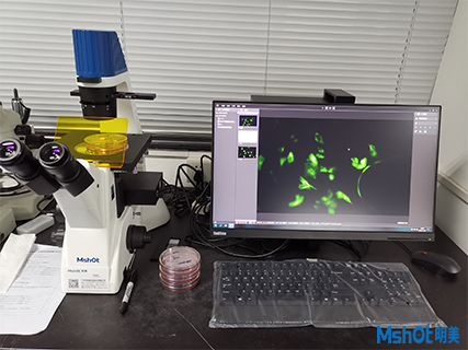 >安裝日志|明美倒置熒光顯微鏡走進中南大學湘雅醫(yī)學院