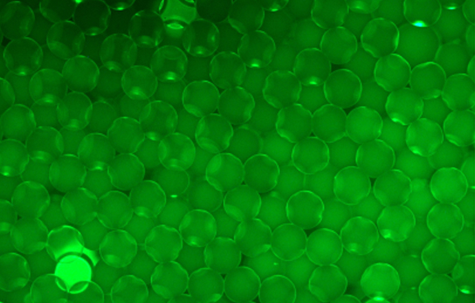 觀(guān)察磁珠熒光樣品用什么顯微鏡呢？