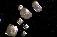 ʳ�}���w�@΢�DƬ