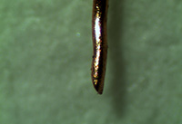 ᘼ��Ĕz�D�@΢�DƬ