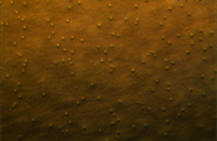 ���� DIC�@΢�DƬ