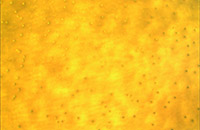 ���� DIC�@΢�DƬ