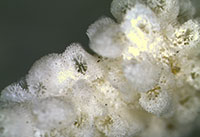 ɺ���Ĕz�D�@΢�DƬ