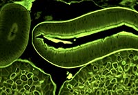 �{(l��n)ɫ�ɹ�ģ�K�Ĕz�ğɹ��@΢�DƬ