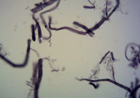 實(shí)拍設(shè)備圖片(MD50+奧林巴斯BX41)